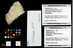 Foto (Objekt + Etiketten) von Ambulocapsa altilis (Robins, 2013) 